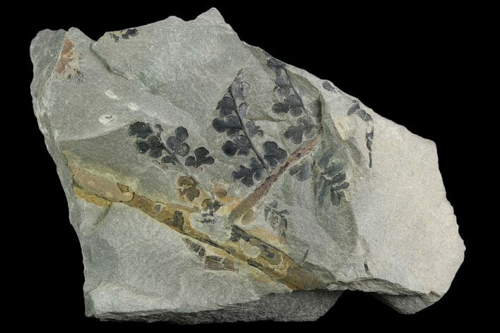 Pennsylvanian Fossil Fern (Sphenopteris) Plate - Kentucky #126219